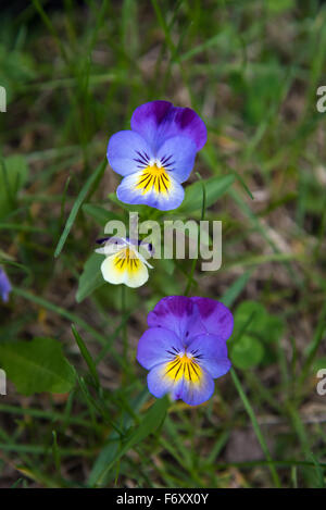 Fleur (Viola tricolor) dans la forêt de l'Ontario Banque D'Images