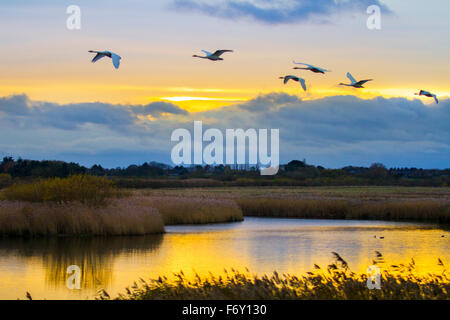 Troupeau d'oiseaux migrateurs du marécage de Whooper (Cygnus cygnus) dans le ciel au-dessus de Burscough, Lancashire, Royaume-Uni. Novembre 2015. Royaume-Uni Météo avec le whooper cygne migrant retournant au centre des zones humides pour rôtir au coucher du soleil. Le compte actuel de cygnes se situe à environ 750 oiseaux, on s'attend à ce que ce sort soudain du froid change tout cela assez rapidement, car on s'attend à plus de 2000 oiseaux, sur la réserve faunique. Banque D'Images