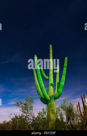 Un saguaro cactus vert est mis en évidence contre un ciel étoilé au Saguaro National Park, Tucson, Arizona Banque D'Images