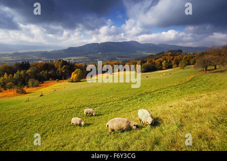 Panorama alpin automne ensoleillé avec belle vue et avec un troupeau de moutons sur l'herbe au premier plan Banque D'Images