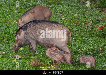 Les sangliers, les porcs sauvages eurasiennes ou de cochon sauvage (Sus scrofa), Malaisie Banque D'Images