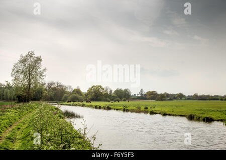 Campagne de l'essex image avec un groupe de chevaux à proximité de l'eau Banque D'Images