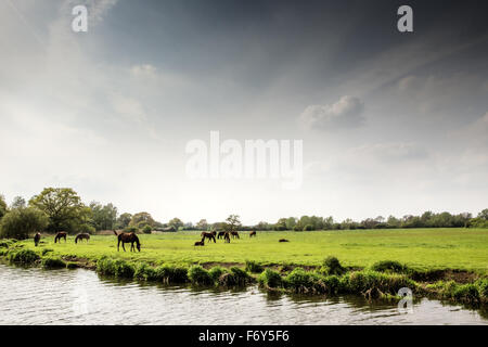 Campagne de l'essex image avec un groupe de chevaux à proximité de l'eau Banque D'Images