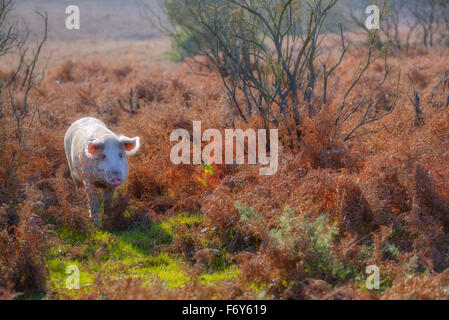 Un cochon sauvage dans la New Forest, Hampshire, England, UK Banque D'Images