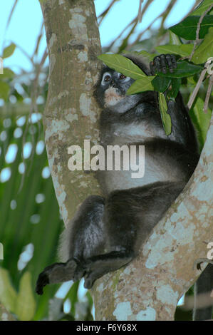 15 octobre 2014 - dusky leaf monkey, langur à lunettes, ou des feuilles à lunettes (Trachypithecus obscurus) singe perché sur un arbre, l'île de Perhentian, Malaisie © Andrey Nekrasov/ZUMA/ZUMAPRESS.com/Alamy fil Live News Banque D'Images