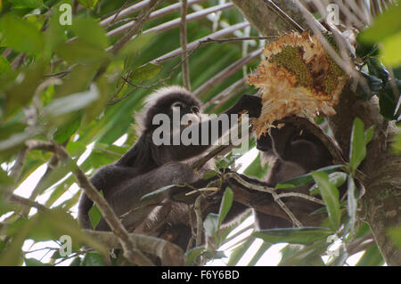 15 octobre 2014 - dusky leaf monkey, langur à lunettes, ou des feuilles à lunettes (Trachypithecus obscurus) singe mangeant jaque, l'île de Perhentian, Malaisie © Andrey Nekrasov/ZUMA/ZUMAPRESS.com/Alamy fil Live News Banque D'Images