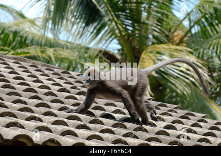 15 octobre 2014 - dusky leaf monkey, langur à lunettes, ou des feuilles à lunettes (Trachypithecus obscurus) singe marche sur toit de tuiles, l'île de Perhentian, Malaisie © Andrey Nekrasov/ZUMA/ZUMAPRESS.com/Alamy fil Live News Banque D'Images