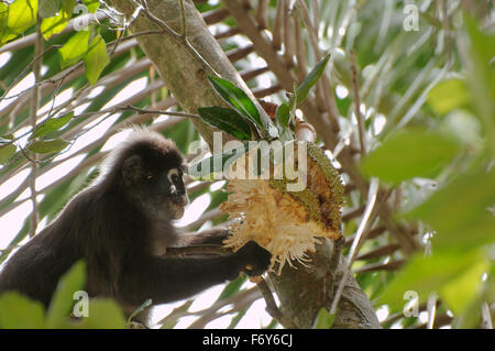 15 octobre 2014 - dusky leaf monkey, langur à lunettes, ou des feuilles à lunettes (Trachypithecus obscurus) singe mangeant jaque, l'île de Perhentian, Malaisie © Andrey Nekrasov/ZUMA/ZUMAPRESS.com/Alamy fil Live News Banque D'Images