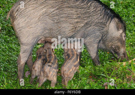 15 octobre 2014 - Les sangliers, porcs sauvages eurasiennes ou de cochon sauvage (Sus scrofa) les porcs boivent le lait de la mère, la Malaisie © Andrey Nekrasov/ZUMA/ZUMAPRESS.com/Alamy fil Live News Banque D'Images