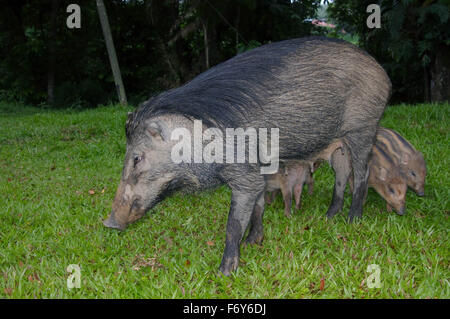 15 octobre 2014 - Les sangliers, porcs sauvages eurasiennes ou de cochon sauvage (Sus scrofa), Malaisie © Andrey Nekrasov/ZUMA/ZUMAPRESS.com/Alamy fil Live News Banque D'Images