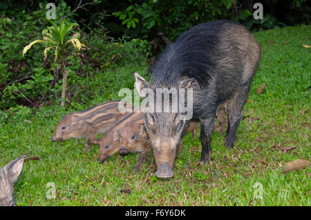 15 octobre 2014 - Les sangliers, porcs sauvages eurasiennes ou de cochon sauvage (Sus scrofa) les porcs boivent le lait de la mère, la Malaisie © Andrey Nekrasov/ZUMA/ZUMAPRESS.com/Alamy fil Live News Banque D'Images