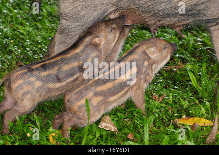 15 octobre 2014 - Les sangliers, porcs sauvages eurasiennes ou de cochon sauvage (Sus scrofa) les porcs boivent le lait de la mère, la Malaisie © Andrey Nekrasov/ZUMA/ZUMAPRESS.com/Alamy fil Live News Banque D'Images