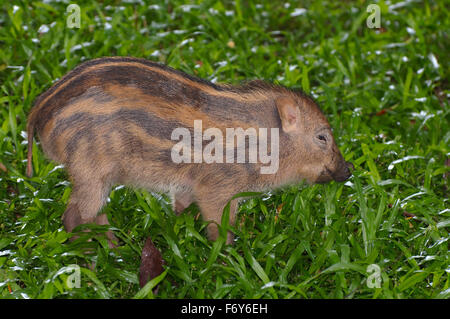 15 octobre 2014 - cochon, sanglier ou porc sauvage sanglier eurasien (Sus scrofa), Malaisie © Andrey Nekrasov/ZUMA/ZUMAPRESS.com/Alamy fil Live News Banque D'Images