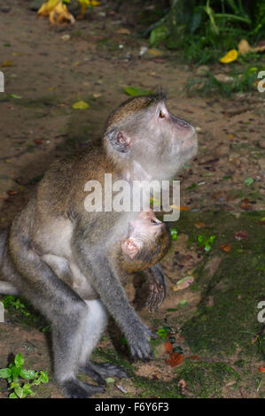 15 octobre 2014 - femme avec le bébé de manger du crabe, macaque macaque à longue queue (Macaca fascicularis) debout sur le terrain, la Malaisie © Andrey Nekrasov/ZUMA/ZUMAPRESS.com/Alamy fil Live News Banque D'Images