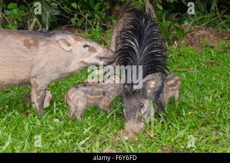 15 octobre 2014 - Les sangliers, porcs sauvages eurasiennes ou de cochon sauvage (Sus scrofa) les porcs boivent le lait de la mère, la Malaisie © Andrey Nekrasov/ZUMA/ZUMAPRESS.com/Alamy fil Live News Banque D'Images