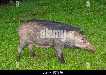 15 octobre 2014 - Les sangliers, porcs sauvages eurasiennes ou de cochon sauvage (Sus scrofa), Malaisie © Andrey Nekrasov/ZUMA/ZUMAPRESS.com/Alamy fil Live News Banque D'Images