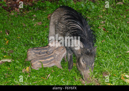 15 octobre 2014 - Les sangliers, porcs sauvages eurasiennes ou de cochon sauvage (Sus scrofa) les porcs boivent le lait de la mère, la Malaisie © Andrey Nekrasov/ZUMA/ZUMAPRESS.com/Alamy fil Live News Banque D'Images