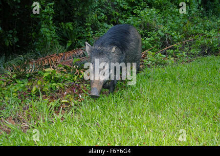 15 octobre 2014 - Les sangliers, porcs sauvages eurasiennes ou de cochon sauvage (Sus scrofa), Malaisie © Andrey Nekrasov/ZUMA/ZUMAPRESS.com/Alamy fil Live News Banque D'Images