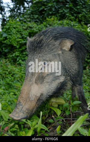 15 octobre 2014 - portrait des sangliers, porcs sauvages eurasiennes ou de cochon sauvage (Sus scrofa), Malaisie © Andrey Nekrasov/ZUMA/ZUMAPRESS.com/Alamy fil Live News Banque D'Images