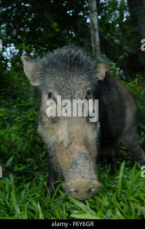 15 octobre 2014 - portrait des sangliers, porcs sauvages eurasiennes ou de cochon sauvage (Sus scrofa), Malaisie © Andrey Nekrasov/ZUMA/ZUMAPRESS.com/Alamy fil Live News Banque D'Images