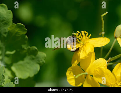 L'Abeille est de boire le nectar des fleurs jaune vif de la plus grande chélidoine. Banque D'Images