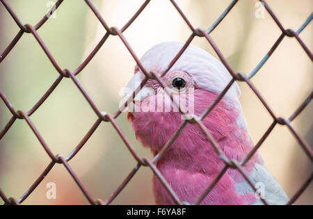 Cacatoès cacatoès rosalbin Cacatua roseicapilla nom scientifique (en cage) Banque D'Images