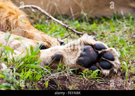 Patte du Lion d'Afrique, la réserve de Masai Mara, Kenya, Afrique Banque D'Images