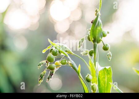 Les tears frais ( coix lachryma-jobi ) Banque D'Images