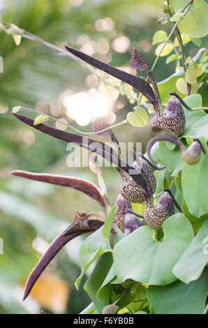 Aristolochia ringens Vahl ou gaping Dutchman's pipe fleur Banque D'Images