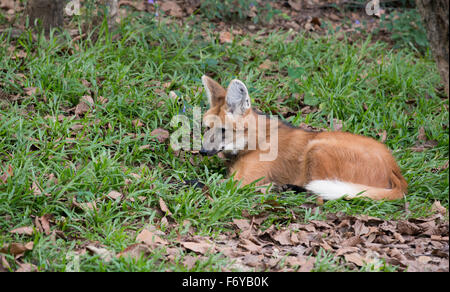 Le loup à crinière (chrysocyon brachyurus) reposant sur l'herbe Banque D'Images
