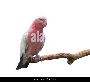 Cacatoès cacatoès rosalbin Cacatua roseicapilla (nom scientifique) isolé sur fond blanc Banque D'Images