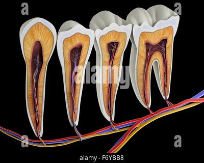 La section des dents, artwork. La partie supérieure (morsures) surfaces de la dent sont au top, avec les sections inférieures (bas) incorporée dans la gencive et l'os de la mâchoire (non illustré). La coupe transversale montre l'anatomie interne de la dent, y compris le tissu vivant de la PUL Banque D'Images