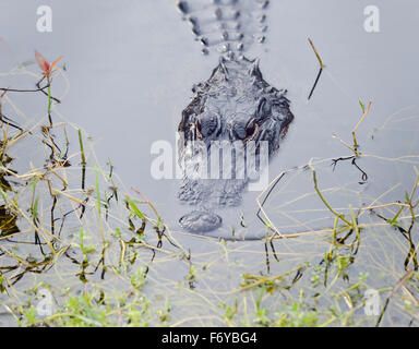 Alligator en Floride Swamp Banque D'Images