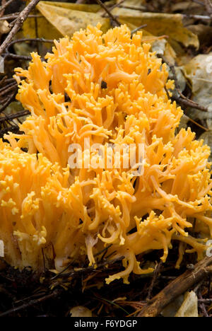 Mushroom le long de Gales Creek Trail ; Tillamook State Forest ; Oregon Banque D'Images