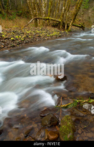 Le long de la rivière Nehalem Triple C, sentier forestier de l'Etat de l'Oregon, Tillamook Banque D'Images