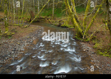 Le long de la rivière Nehalem Gales Creek Trail, la Forêt d'état de l'Oregon, Tillamook Banque D'Images