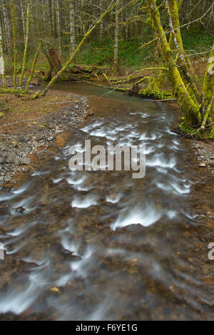 Le long de la rivière Nehalem Gales Creek Trail, la Forêt d'état de l'Oregon, Tillamook Banque D'Images