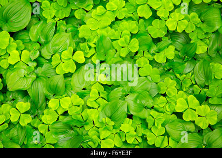 Le muguet sauvage (Maianthemum canadensis) avec Oxalis le long sentier du Gnat ; la forêt d'état de l'Oregon ; Clatsop Banque D'Images