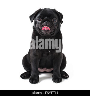 Jeune chien noir pug posing on white background Banque D'Images