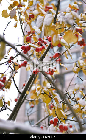 Beijing, Chine. 22 Nov, 2015. Les branches sont couvertes de neige à Beijing, capitale de la Chine, 22 novembre 2015. Les fortes chutes de neige a frappé une vaste région de Chine du nord, le dimanche, perturbant le trafic à Beijing, Tianjin et la région autonome de Mongolie intérieure. Credit : Lu Zhe/Xinhua/Alamy Live News Banque D'Images