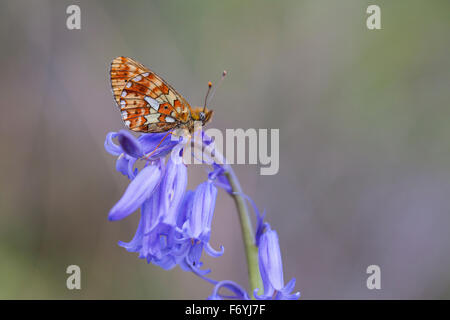 Pearl bordée Fritillary Butterfly ; Clossiana euphrosyne seul sur Bluebell, Cornwall, UK Banque D'Images