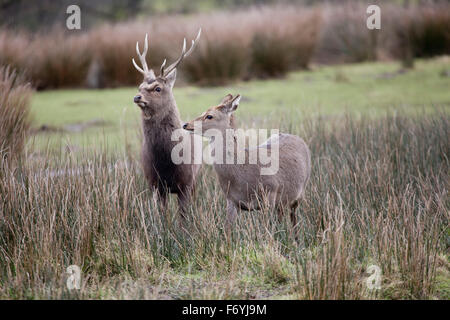 Le cerf sika ; Cervus nippon Homme et Femme en hiver ; UK Banque D'Images