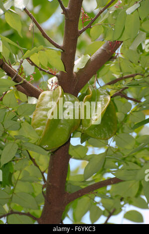 Carambole, carambole Averrhoa carambola (), Parc national de Taman Negara, Malaisie, en Asie du sud-est Banque D'Images