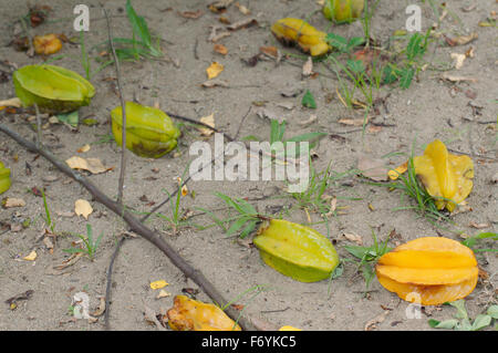 Carambole, carambole Averrhoa carambola (), Parc national de Taman Negara, Malaisie, en Asie du sud-est Banque D'Images