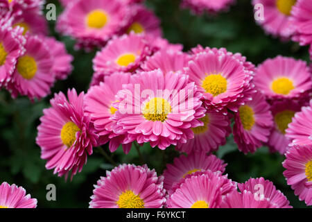 Chrysanthemum 'Gladys' fleurs. Banque D'Images