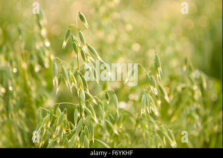 L'avoine, usine de céréales plantes détail brillant dans la lumière du soleil après la pluie, jeune plante verte dans la famille d'herbe croître en Pologne... Banque D'Images