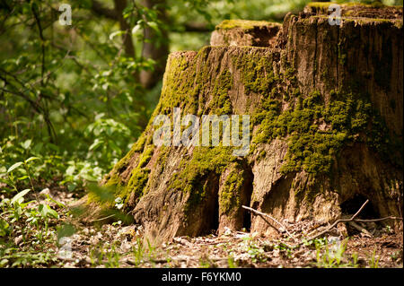 Dead tree stump moss augmenté, diminué et wormy le vieux bois, mousse verte poussant sur le vieux tronc d'arbre, l'herbe fraîche et de plantes ... Banque D'Images