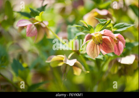 L'hellébore fleurit rose libre, la floraison poisonus plante de la famille des Ranunculaceae, qui fleurit en mars début du printemps... Banque D'Images