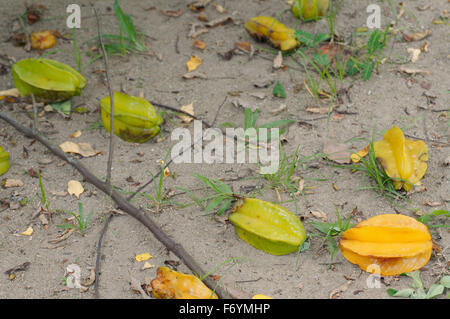 15 octobre 2014 - Malaisie - carambole, carambole Averrhoa carambola (), Parc national de Taman Negara, Malaisie, Asie du sud-est. (Crédit Image : © Andrey Nekrasov/ZUMA/ZUMAPRESS.com) fil Banque D'Images