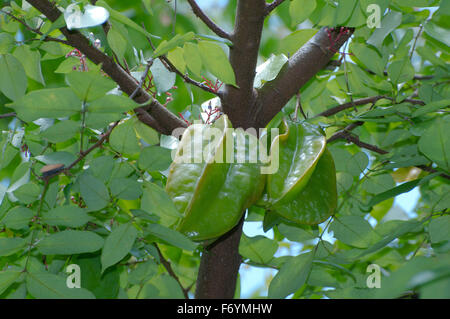 15 octobre 2014 - Malaisie - carambole, carambole Averrhoa carambola (), Parc national de Taman Negara, Malaisie, Asie du sud-est. (Crédit Image : © Andrey Nekrasov/ZUMA/ZUMAPRESS.com) fil Banque D'Images